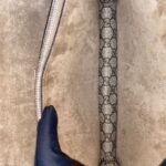 Dionysus Small GG Canvas Supreme SHW